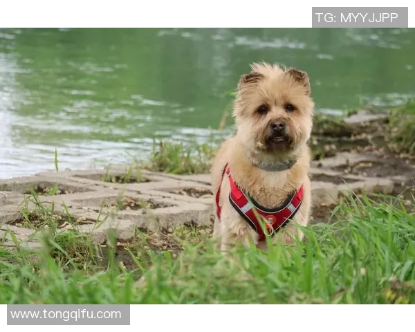 狗狗在绿茵场上追逐足球的欢乐瞬间与温馨时刻