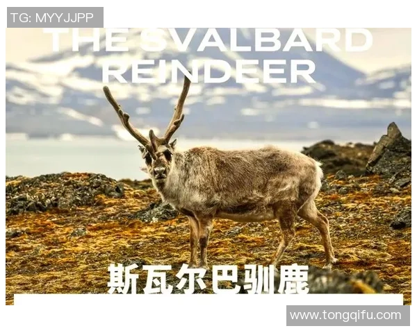 足球起源的神秘面纱揭开了历史的第一步探索之旅 足球起源的神秘面纱揭开了历史的第一步探索之旅